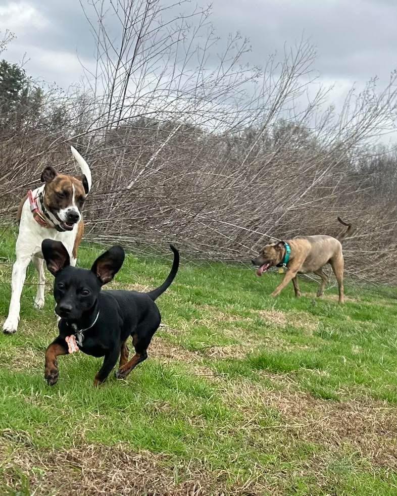 Enlarge Kevin, an adopted mixed breed in Louisville, KY image 2/6