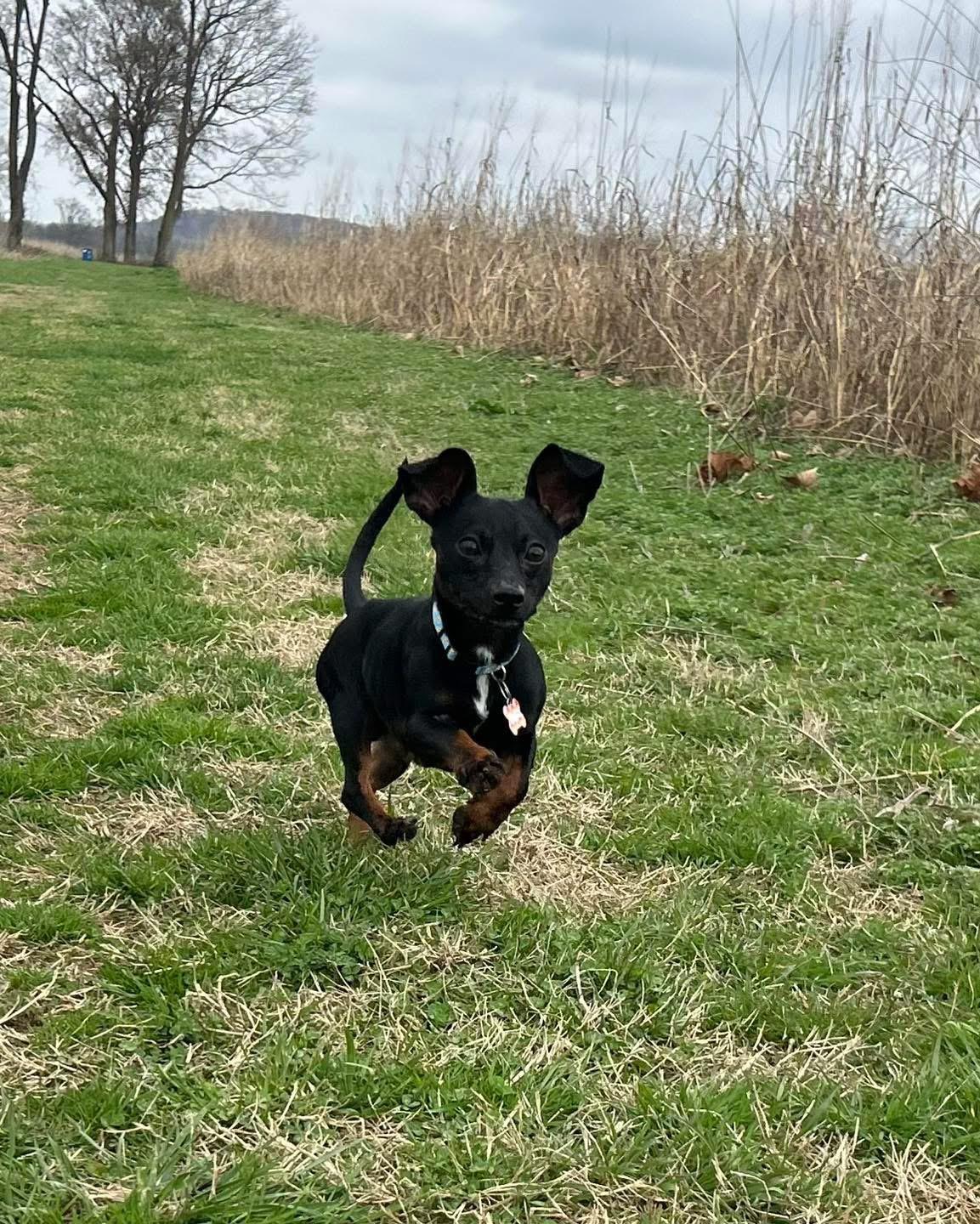 Enlarge Kevin, an adopted mixed breed in Louisville, KY image 4/6