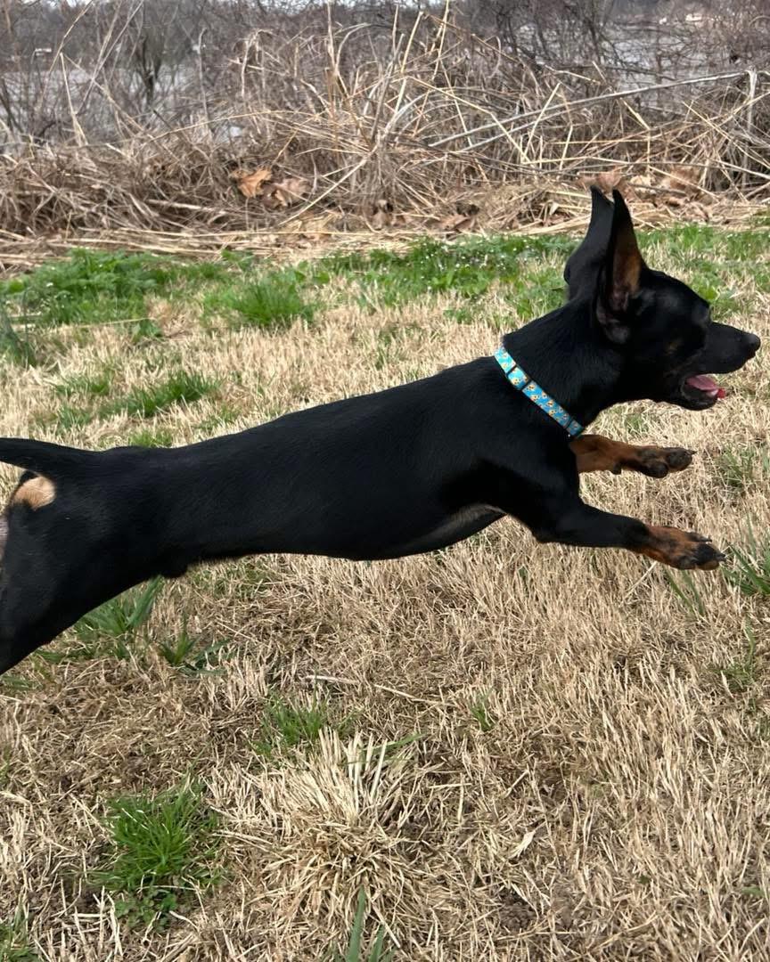 Enlarge Kevin, an adopted mixed breed in Louisville, KY image 6/6