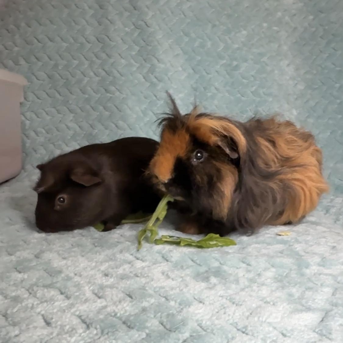 Reesecup & Hershey Bar, ADOPTABLE, Young Male Teddy.