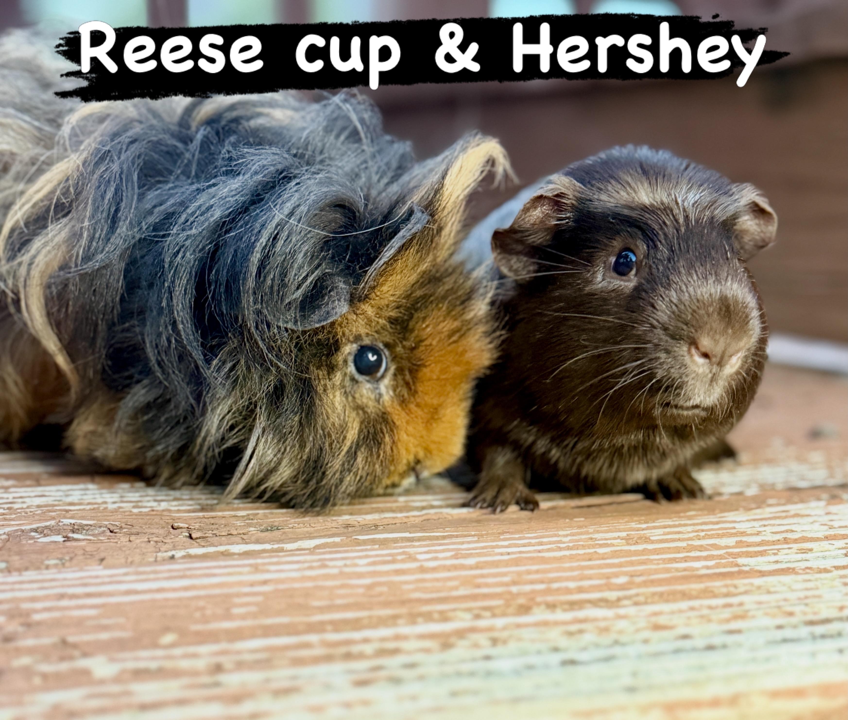 Reesecup & Hershey Bar, ADOPTABLE, Young Male Teddy.