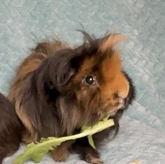 Reesecup & Hershey Bar, a ADOPTABLE Teddy in San Antonio, TX image 3/6