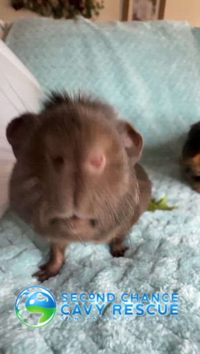Enlarge Reesecup & Hershey Bar, a ADOPTABLE Teddy in San Antonio, TX video 4/6