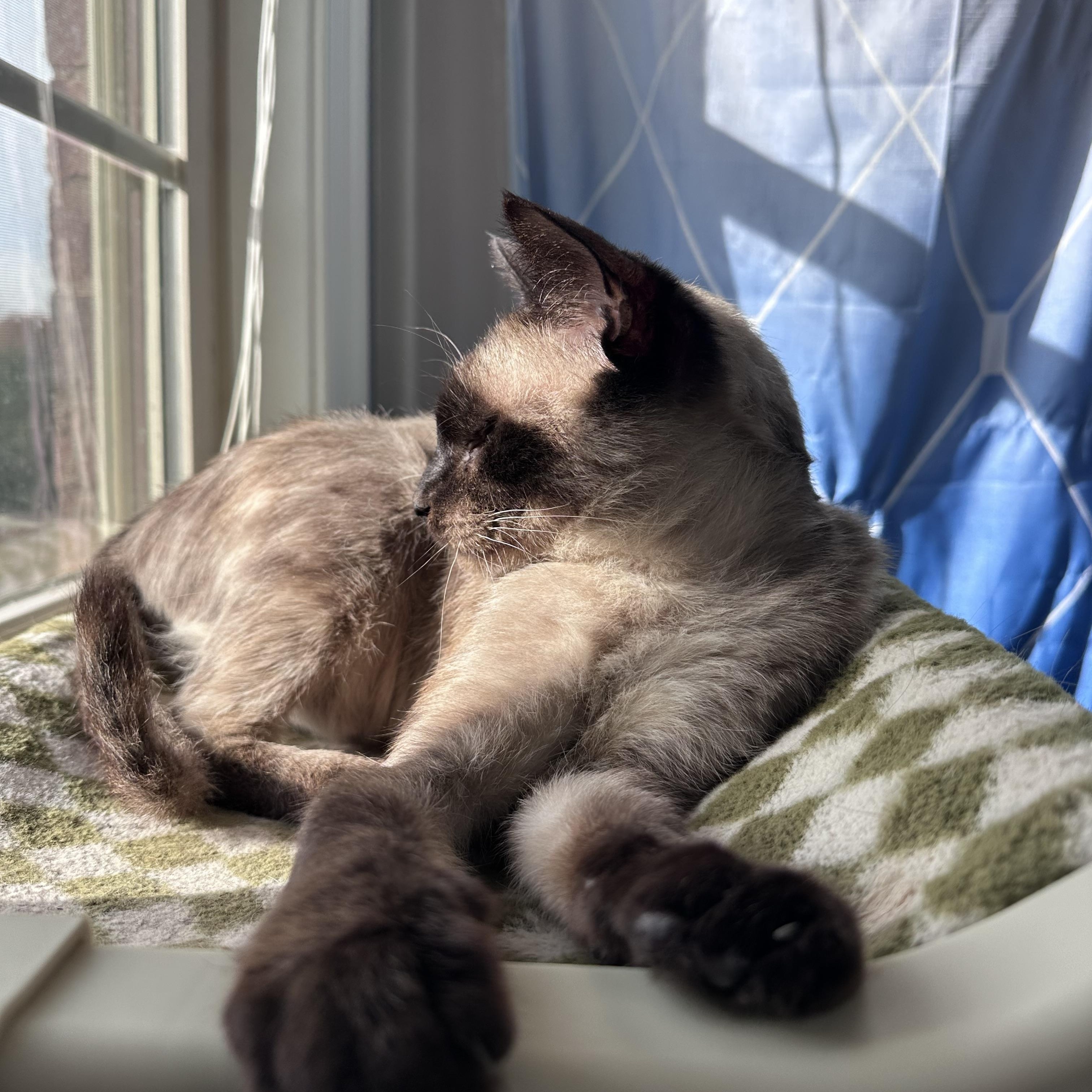 Vivian, a Adoptable Siamese in Louisville, KY image 4/4