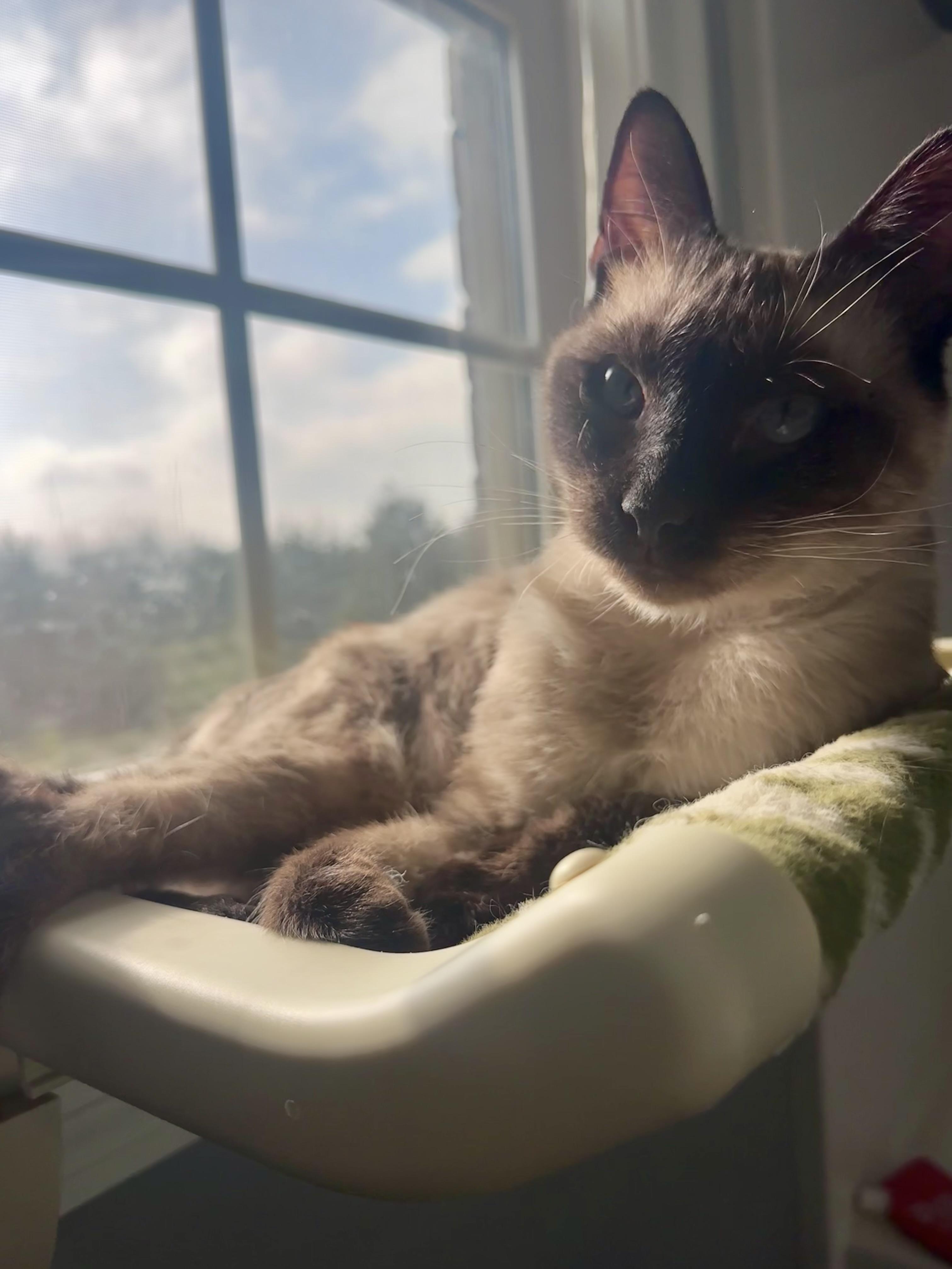 Vivian, a Adoptable Siamese in Louisville, KY image 3/4