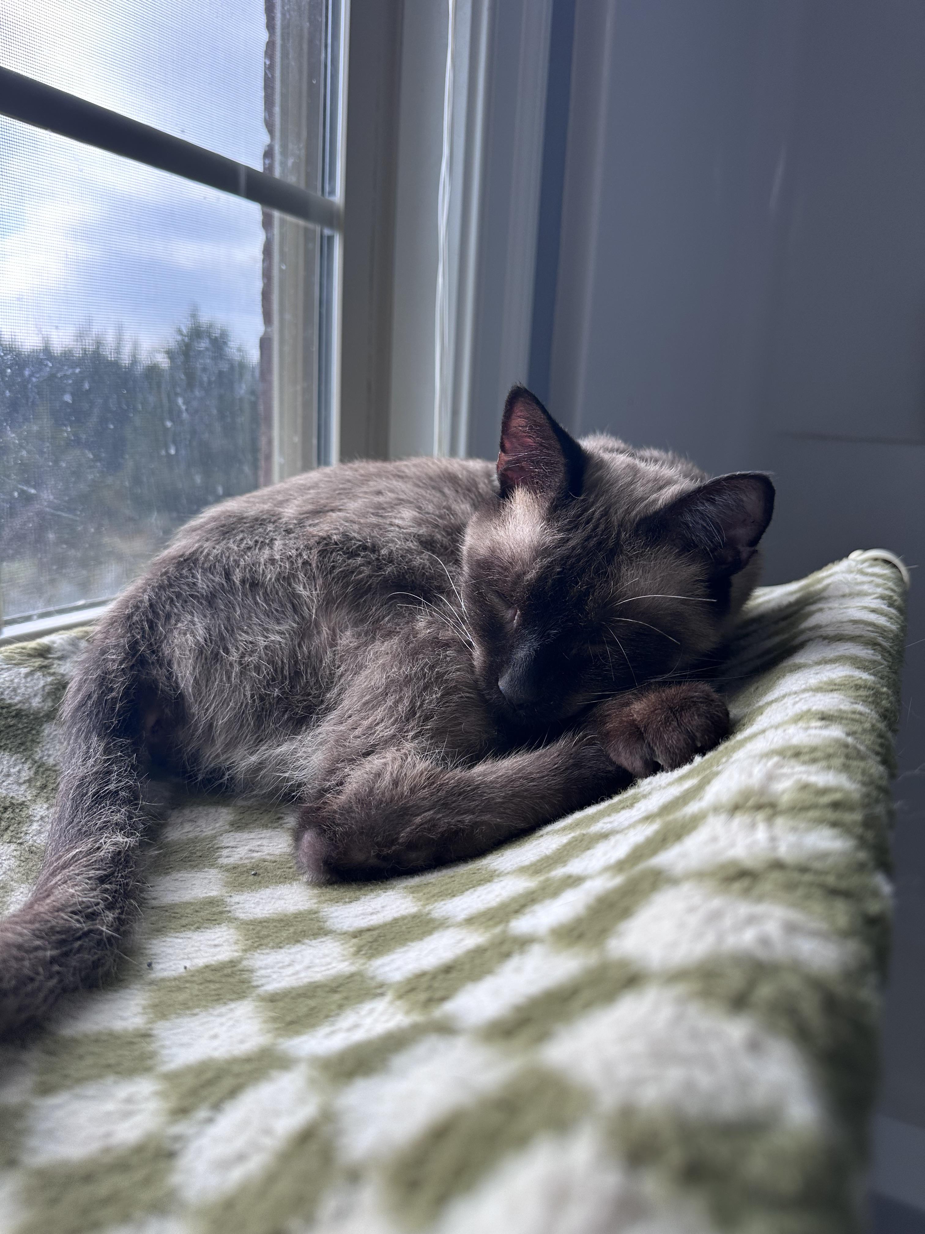 Vivian, a Adoptable Siamese in Louisville, KY image 2/4