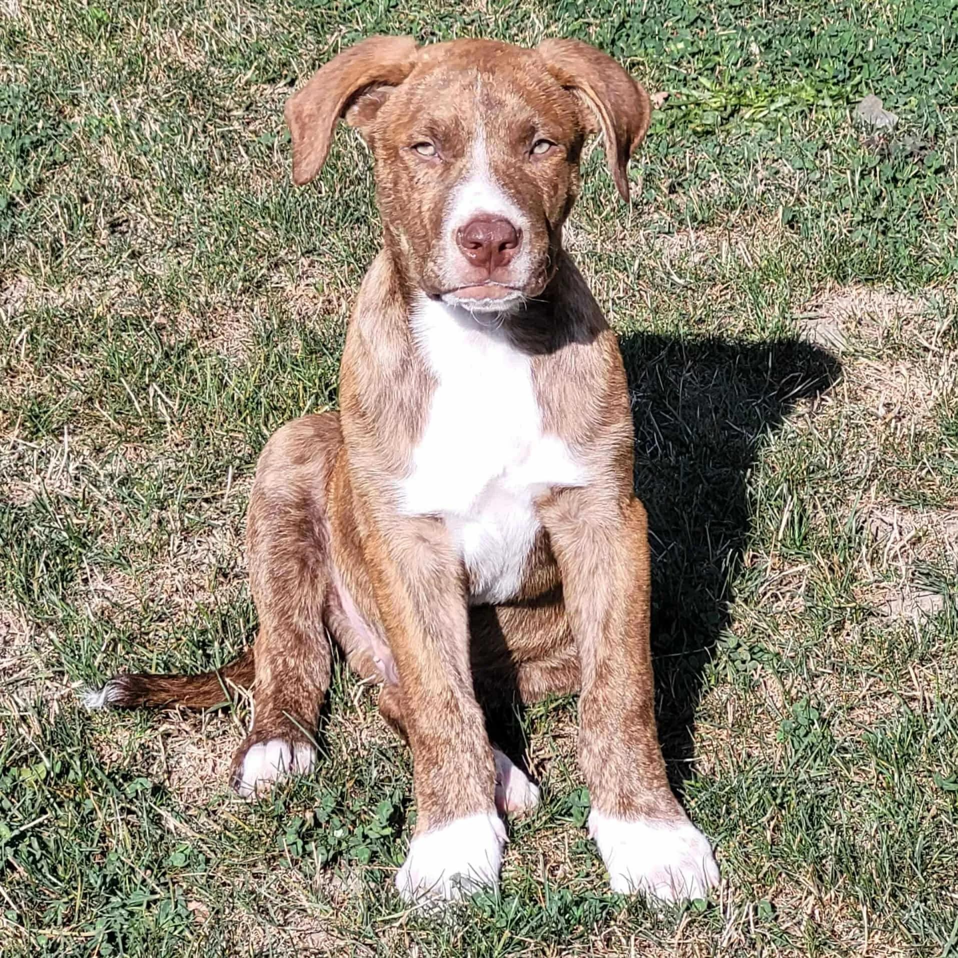 Bolton, an adoptable Boxer in Abbotsford, BC, V3G 2L5 | Photo Image 2
