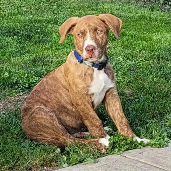 Bolton, an adoptable Boxer in Abbotsford, BC, V3G 2L5 | Photo Image 1