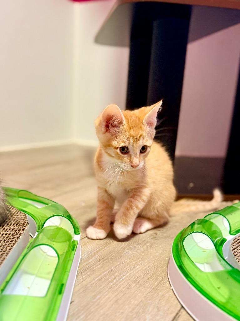 Amy, Adoptable, Kitten Female Domestic Short Hair.