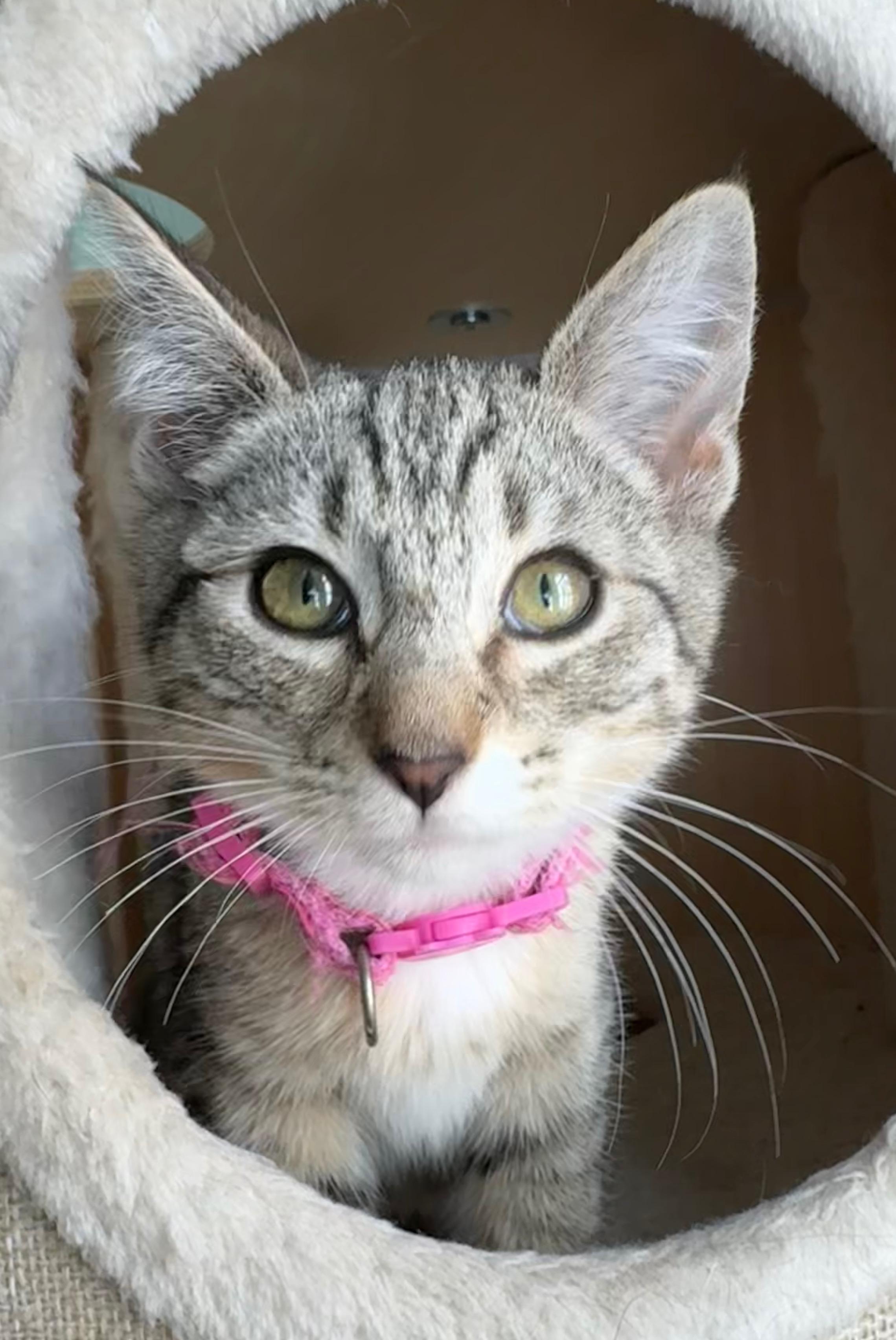 Rosie - female kitten, Adoptable, Young Female Tabby.