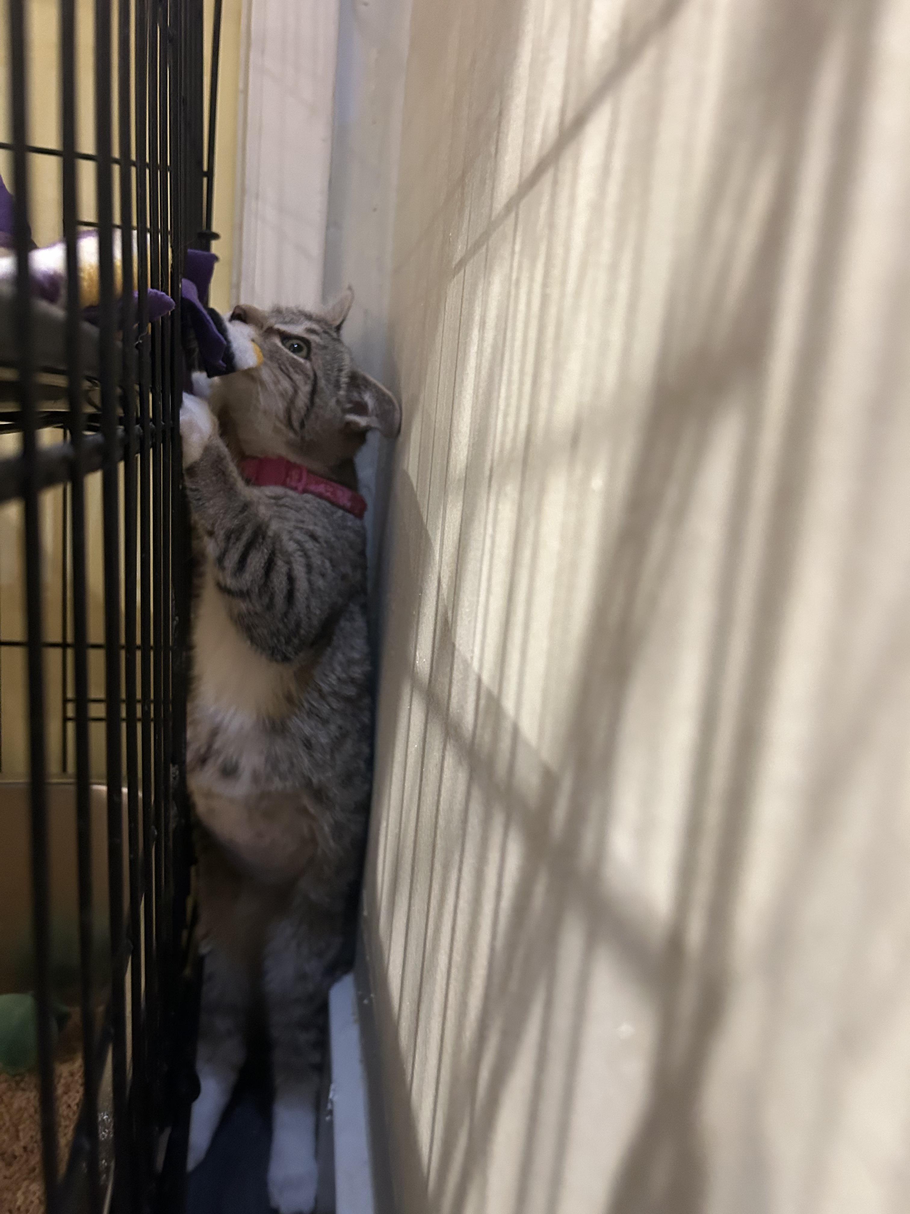 Rosie - female kitten, a Adoptable Tabby in San Jose, CA image 4/4