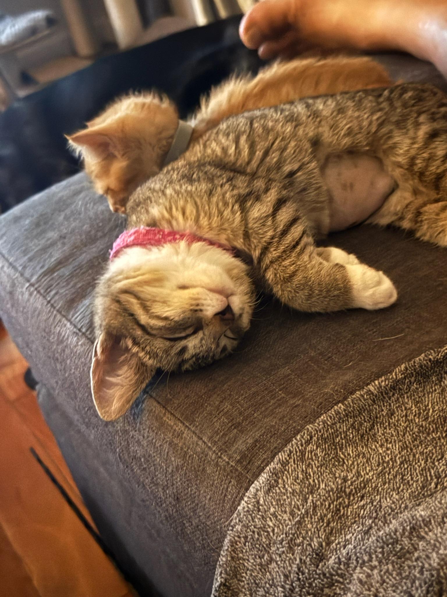 Rosie - female kitten, a Adoptable Tabby in San Jose, CA image 2/4