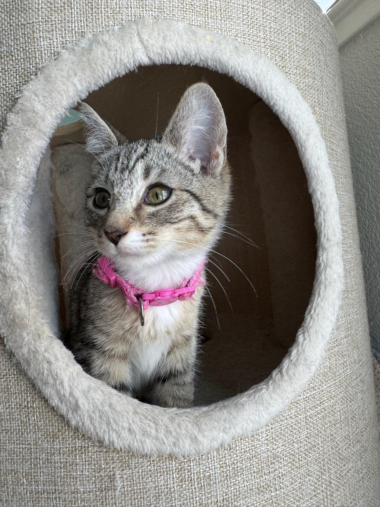 Rosie - female kitten, a Adoptable Tabby in San Jose, CA image 3/4