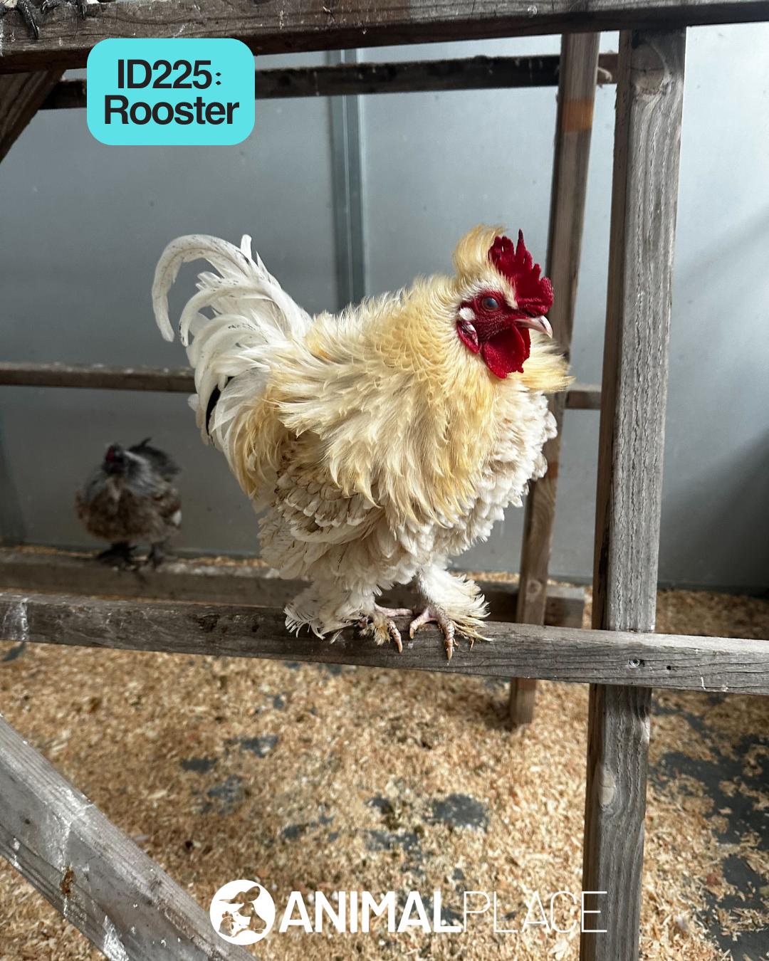 Enlarge Clarke, a Adoptable Chicken in Petaluma, CA image 1/1