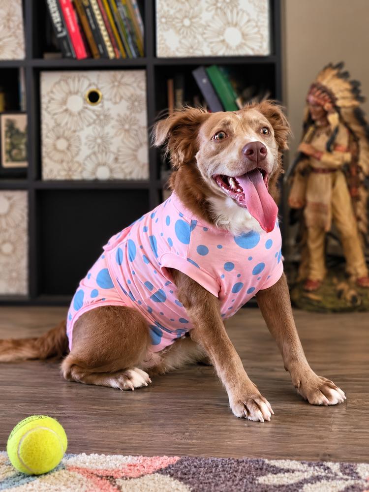 Carmel Delight - now BLUE, Adoptable, Young Female Fox Terrier & Pit Bull Terrier.