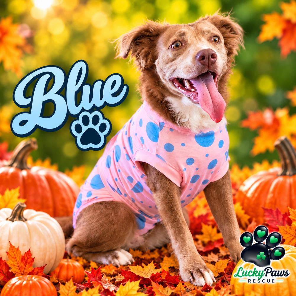 Enlarge Carmel Delight - now BLUE, a Adoptable mixed breed in Sumter, SC image 3/3