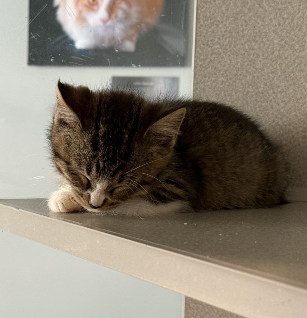 Enlarge Creepers, a Adoptable mixed breed in Viroqua, WI image 2/5