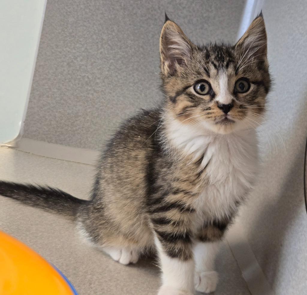Enlarge Creepers, a Adoptable mixed breed in Viroqua, WI image 3/5