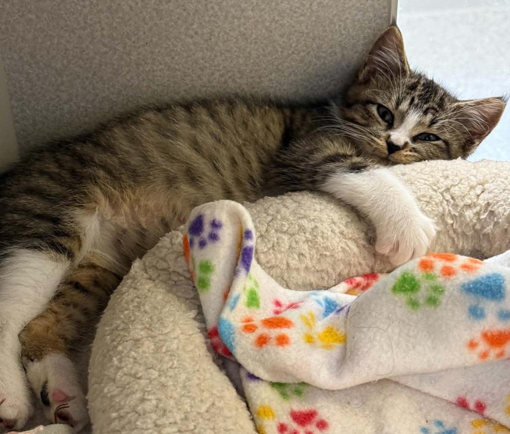 Enlarge Creepers, a Adoptable mixed breed in Viroqua, WI image 4/5