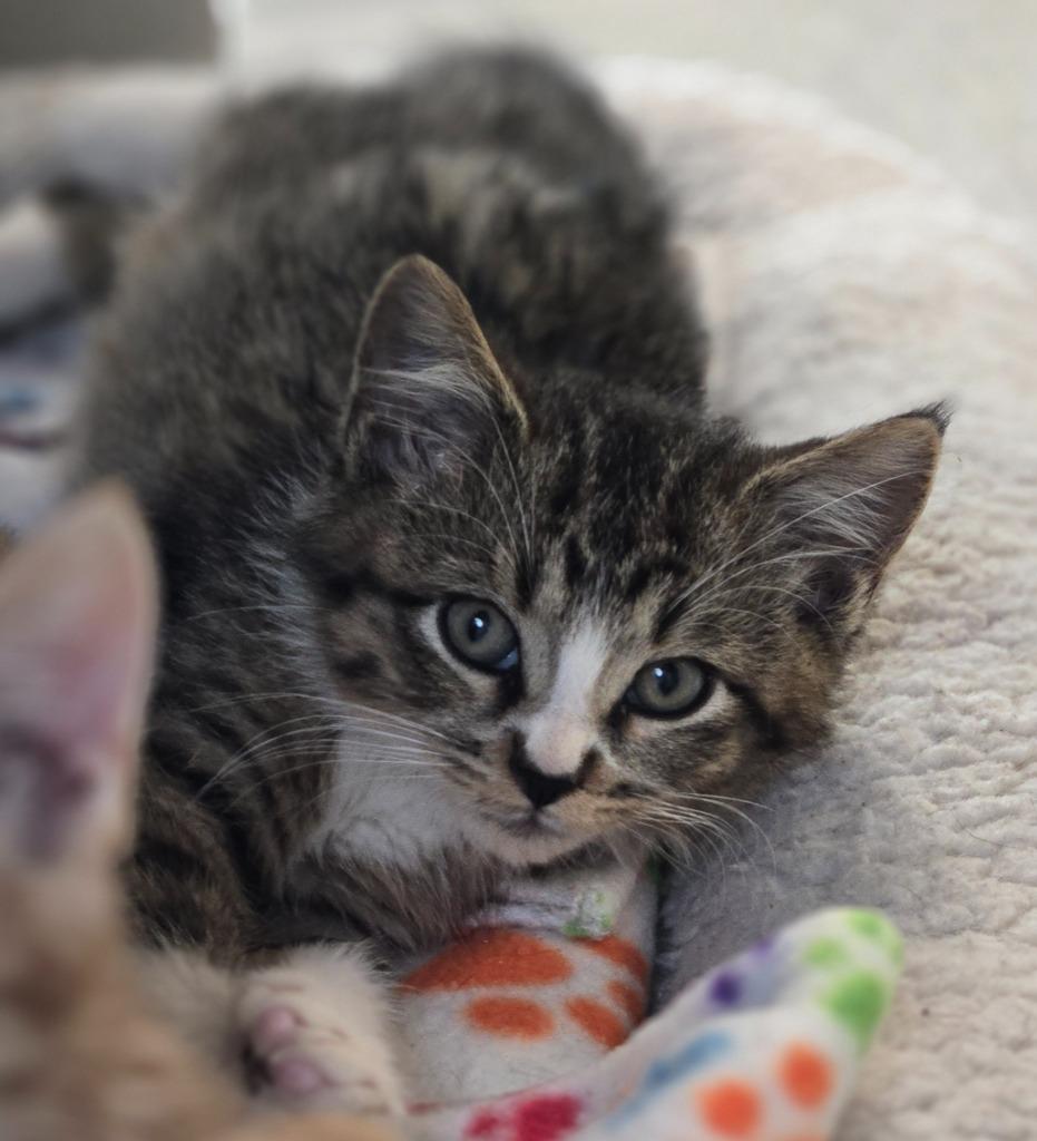 Enlarge Creepers, a Adoptable mixed breed in Viroqua, WI image 5/5