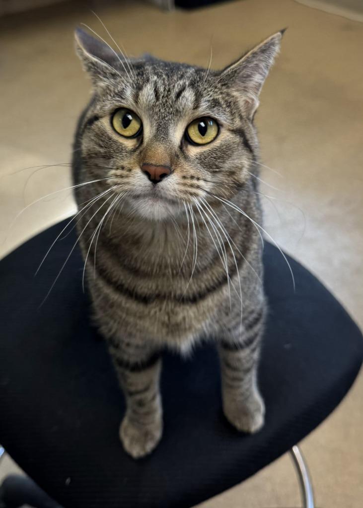 Sassafras, Adoptable, Young Female Domestic Short Hair.