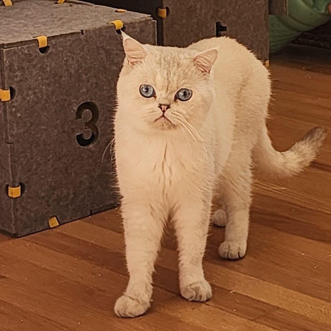 Enlarge Alex - Beautiful Scottish Straight Cat, a Adoptable Scottish Fold in Seattle, WA image 1/5