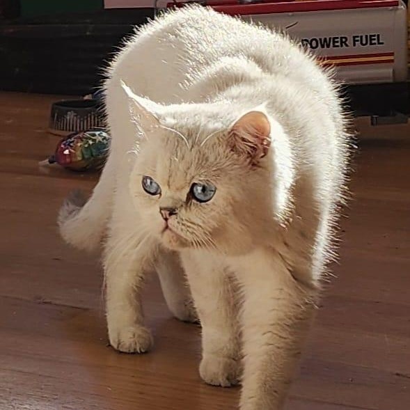 Enlarge Alex - Beautiful Scottish Straight Cat, a Adoptable Scottish Fold in Seattle, WA image 2/5