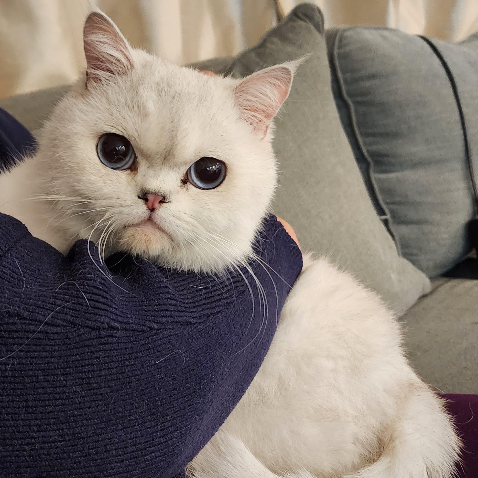Enlarge Alex - Beautiful Scottish Straight Cat, a Adoptable Scottish Fold in Seattle, WA image 3/5