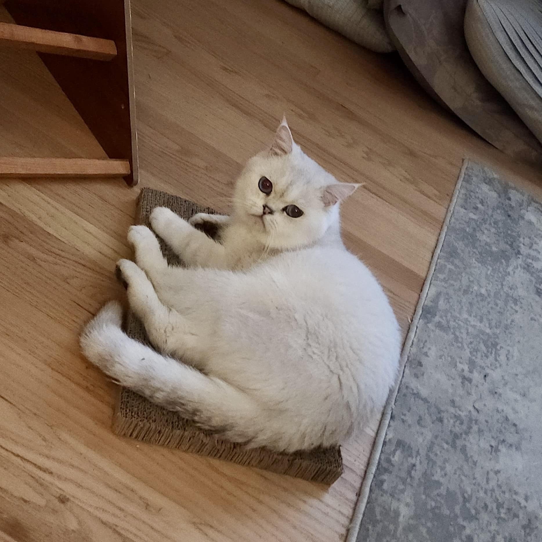 Enlarge Alex - Beautiful Scottish Straight Cat, a Adoptable Scottish Fold in Seattle, WA image 4/5