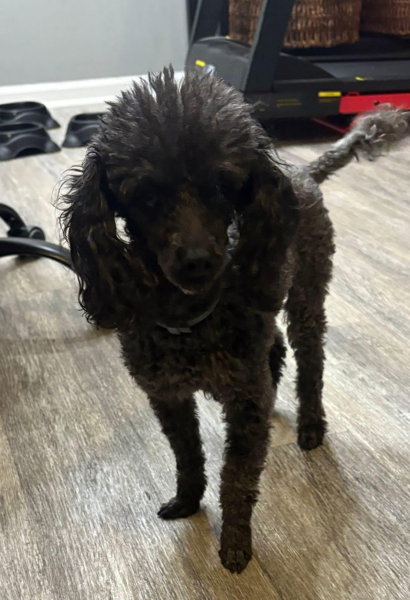 Baxter & Coco, a Adopted Poodle (Toy) in Lexington, KY image 2/3