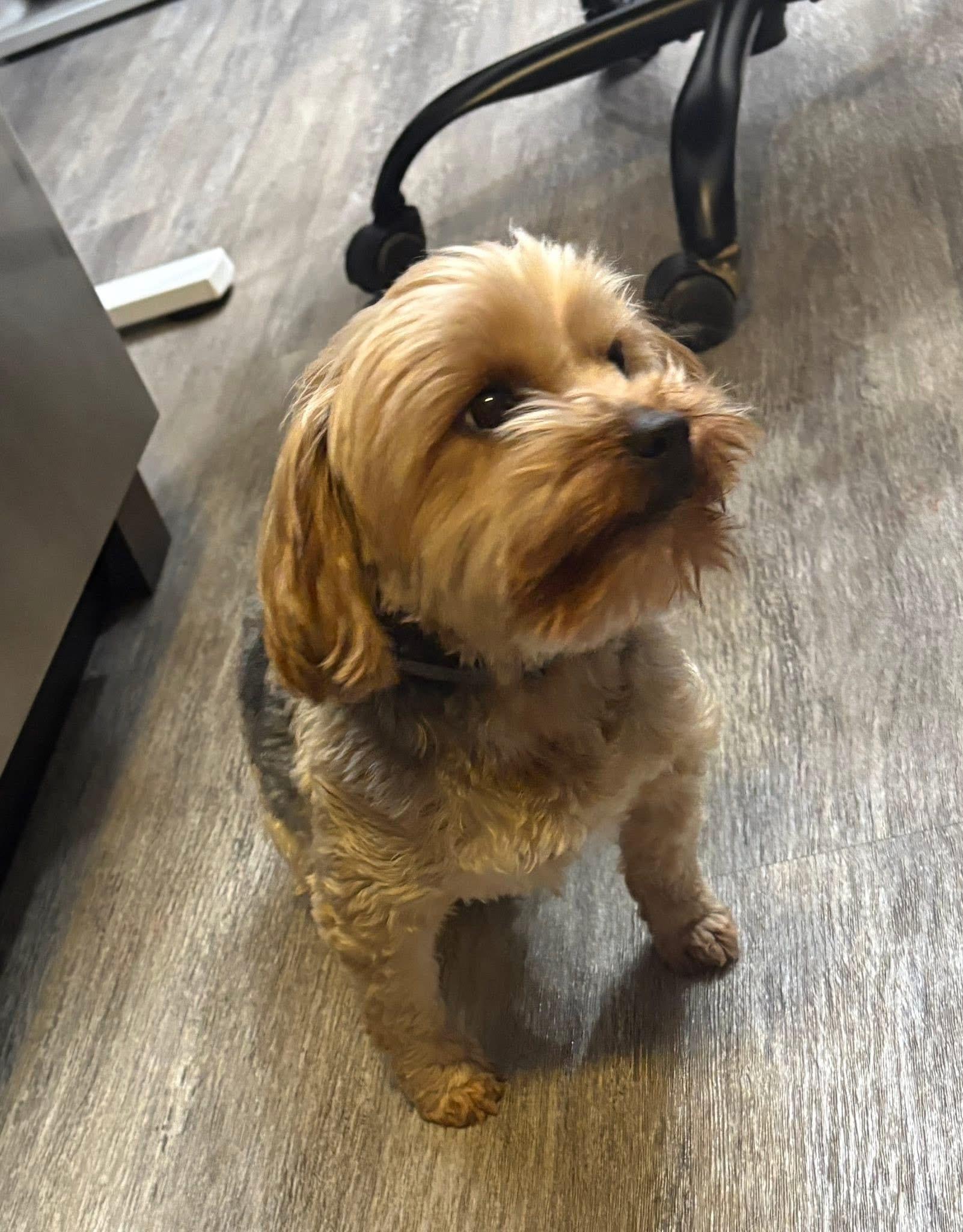 Baxter & Coco, a Adopted Poodle (Toy) in Lexington, KY image 3/3