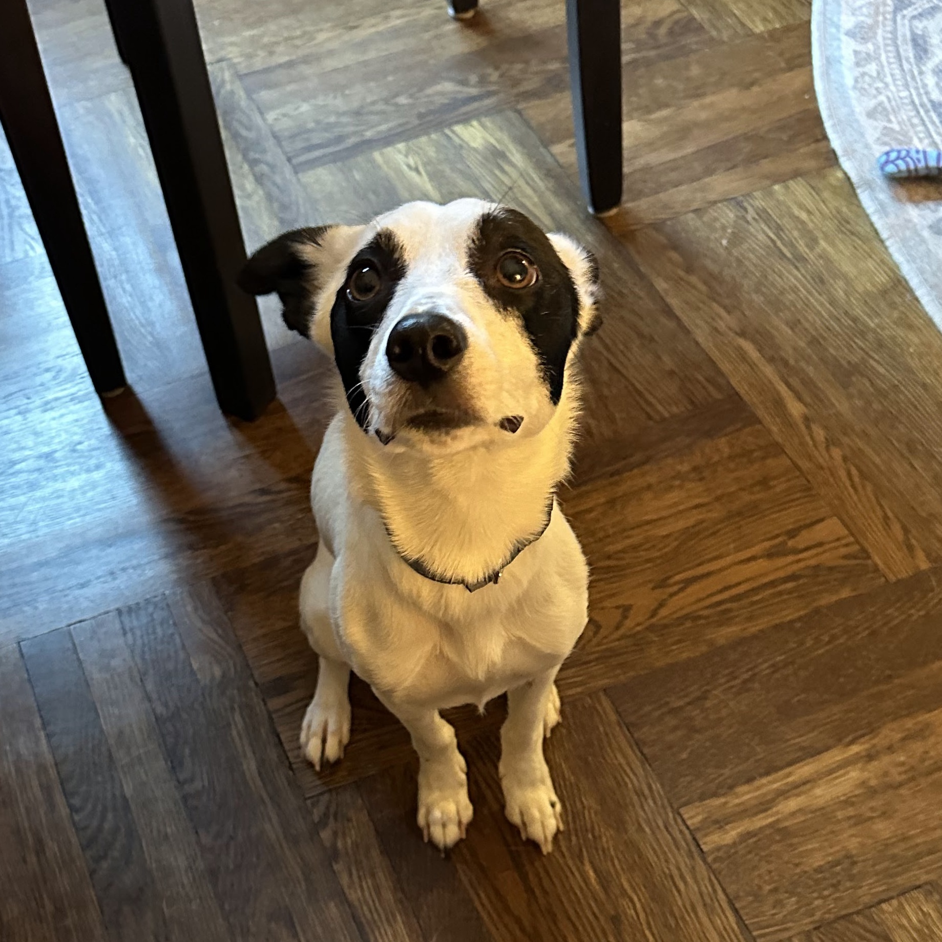 Dog for adoption Twinkle, a Rat Terrier in Sagaponack, NY Petfinder