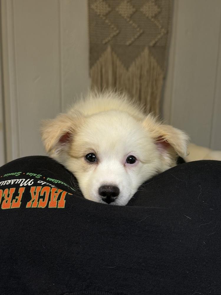 Eevee, Adoptable, Puppy Female American Eskimo Dog & Papillon.
