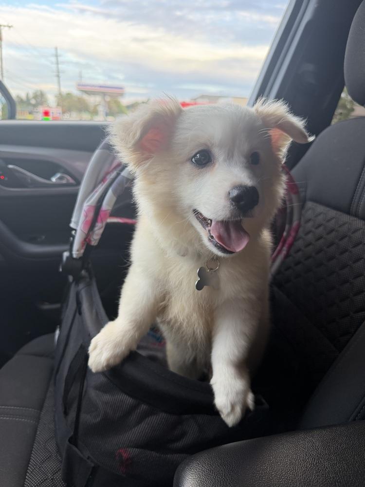 Enlarge Eevee, a Adopted mixed breed in Clinton Township, MI image 2/4