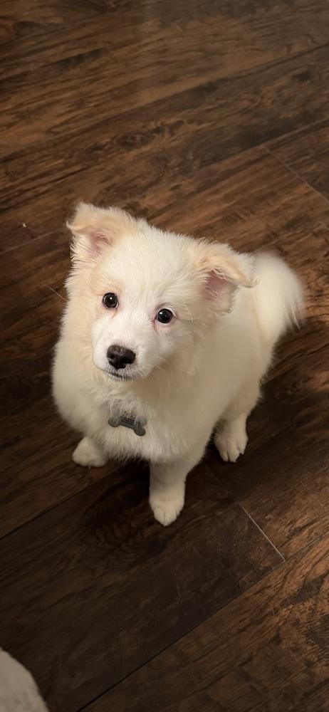 Enlarge Eevee, a Adopted mixed breed in Clinton Township, MI image 3/4