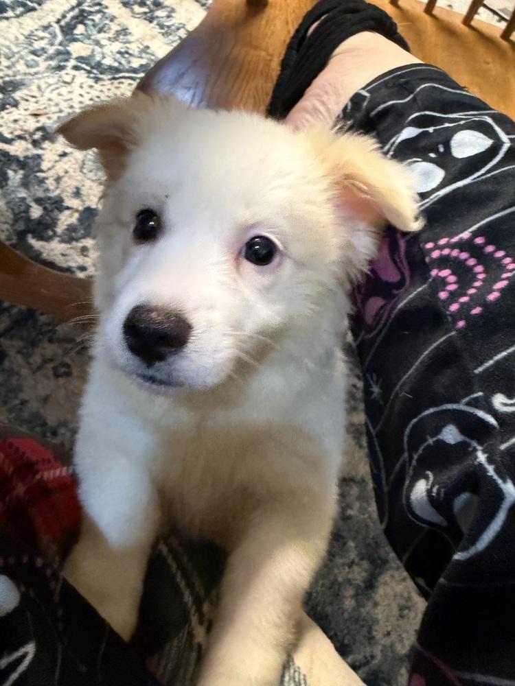 Enlarge Eevee, a Adopted mixed breed in Clinton Township, MI image 4/4