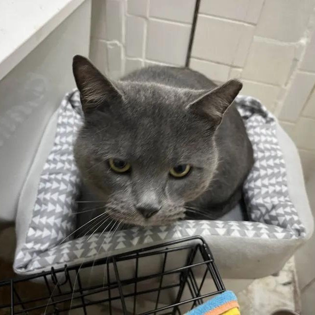 Enlarge Andy, a ADOPTABLE Domestic Short Hair in Cleveland Heights, OH image 3/3