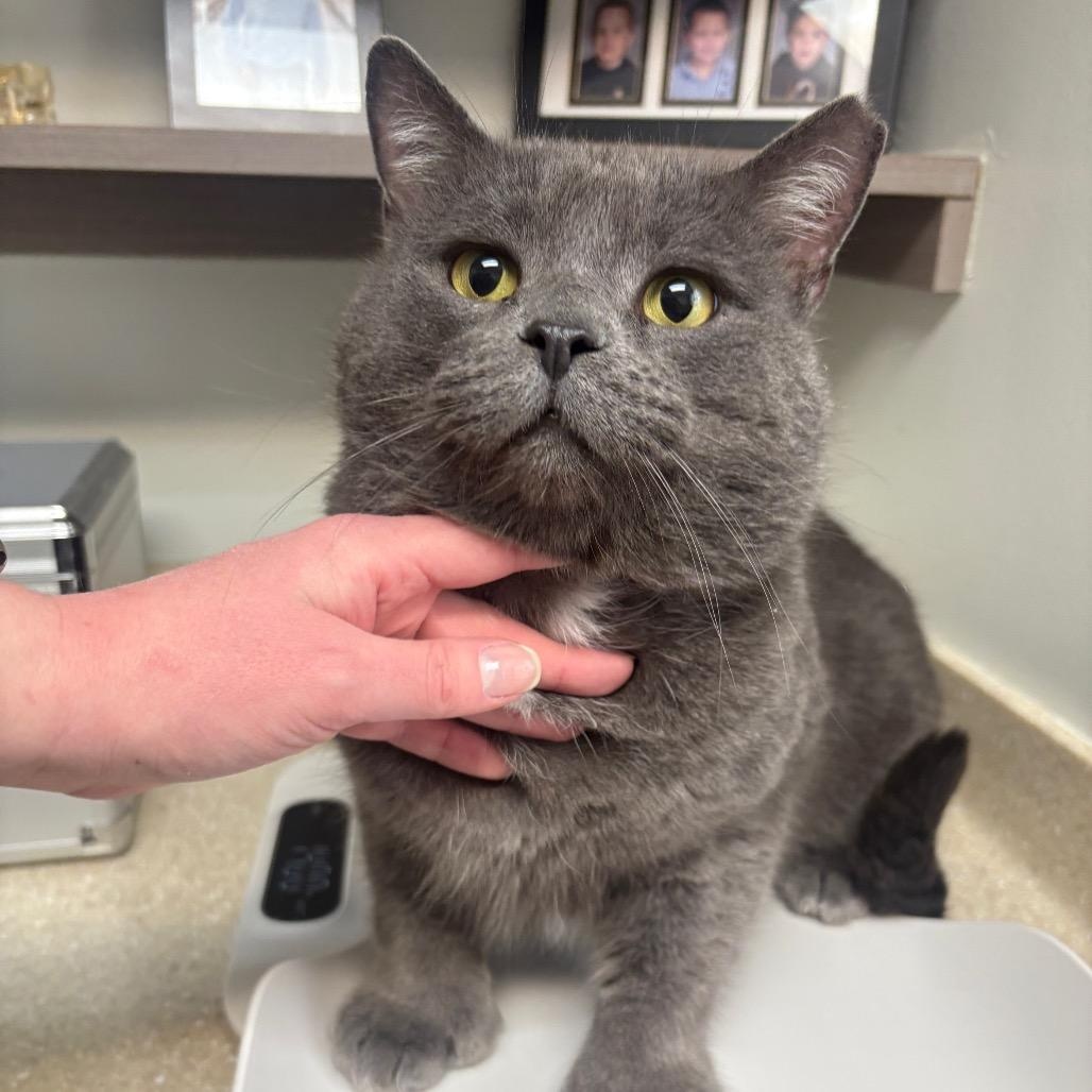 Andy, ADOPTABLE, Adult Male Domestic Short Hair.