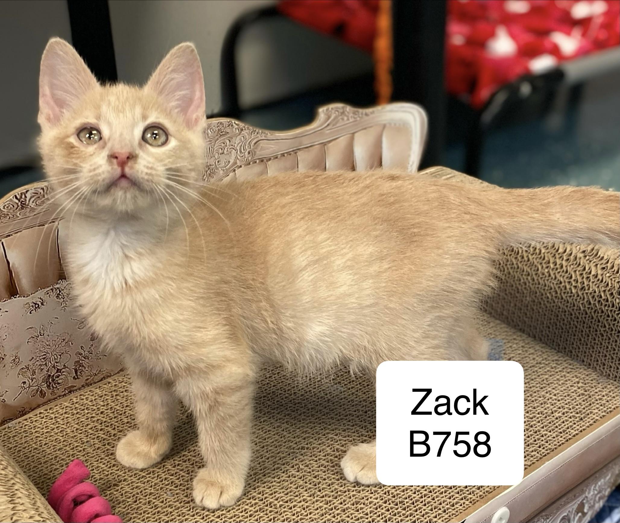 Zack, an adopted Domestic Short Hair in Morganton, NC image 1/2