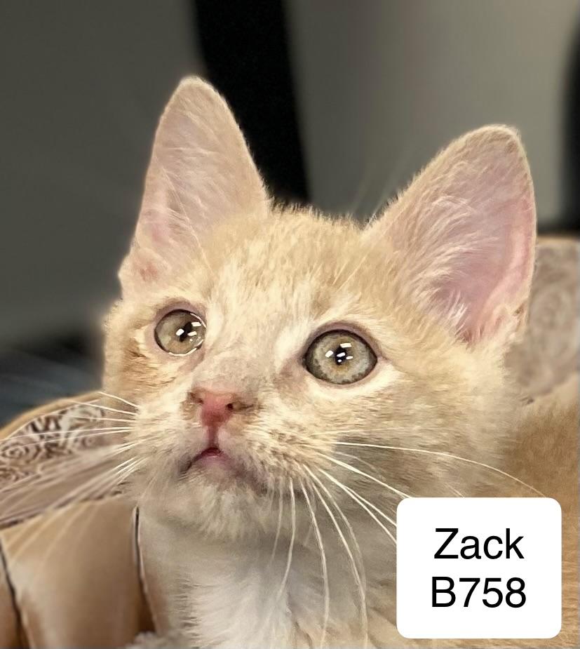 Zack, an adopted Domestic Short Hair in Morganton, NC image 2/2