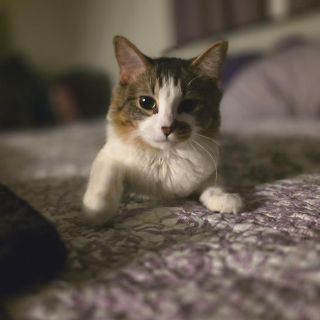 Sir Hamlet, a Adoptable Domestic Long Hair in Fort Worth, TX image 1/5