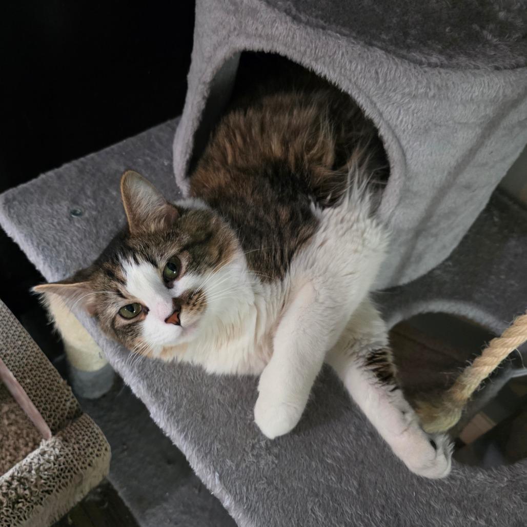 Sir Hamlet, a Adoptable Domestic Long Hair in Fort Worth, TX image 2/5