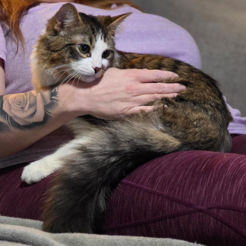 Sir Hamlet, a Adoptable Domestic Long Hair in Fort Worth, TX image 3/5