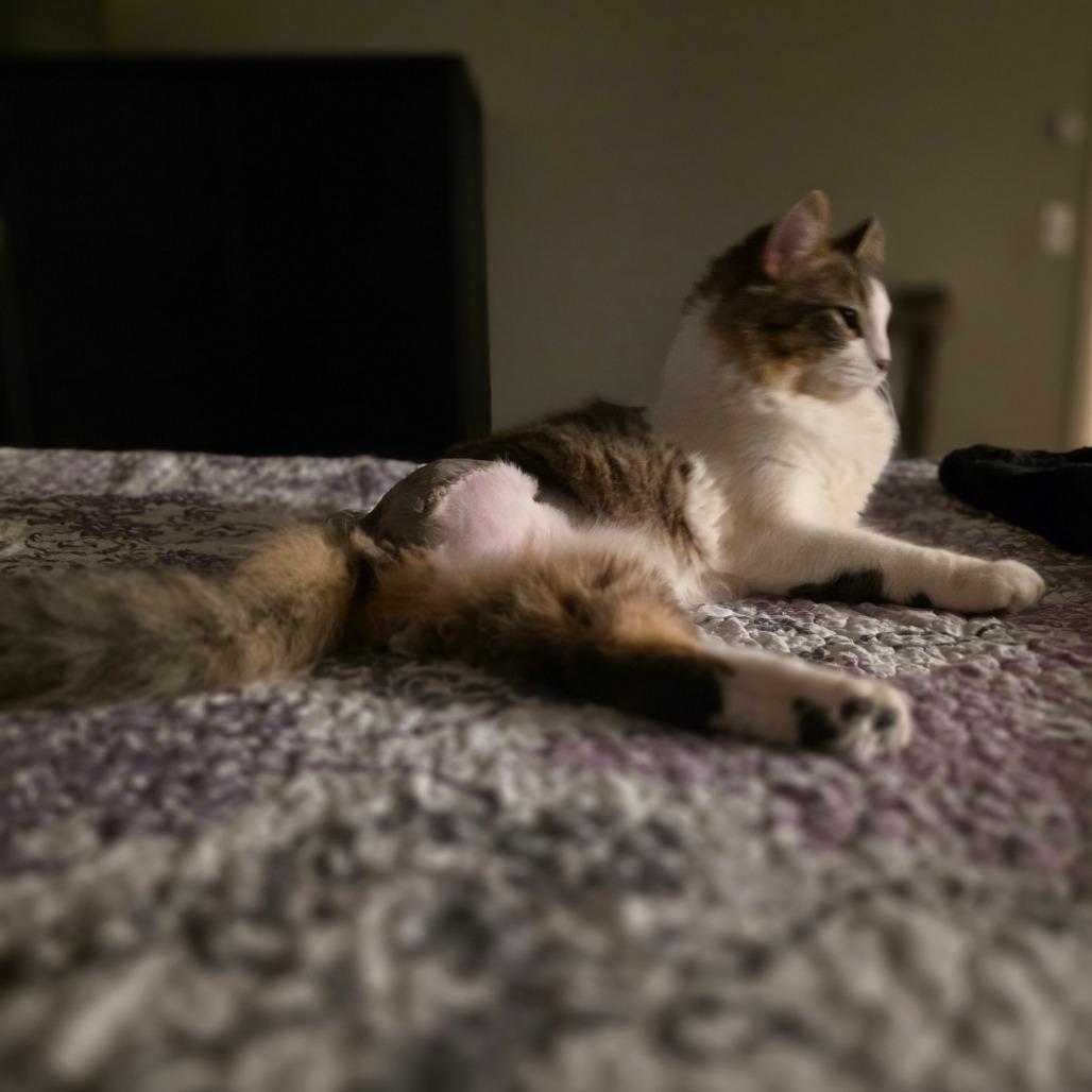 Sir Hamlet, Adoptable, Adult Male Domestic Long Hair.