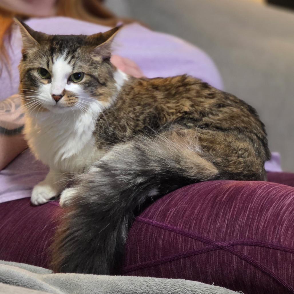 Sir Hamlet, Adoptable, Adult Male Domestic Long Hair.