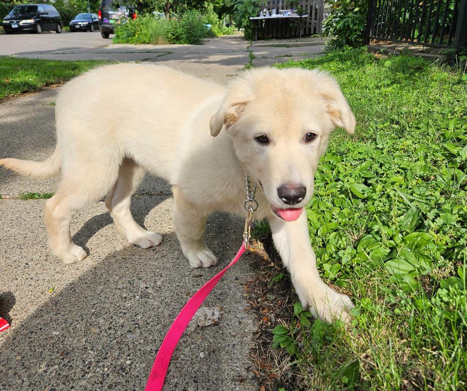 Paisley, a Adopted mixed breed in Minneapolis, MN image 3/6