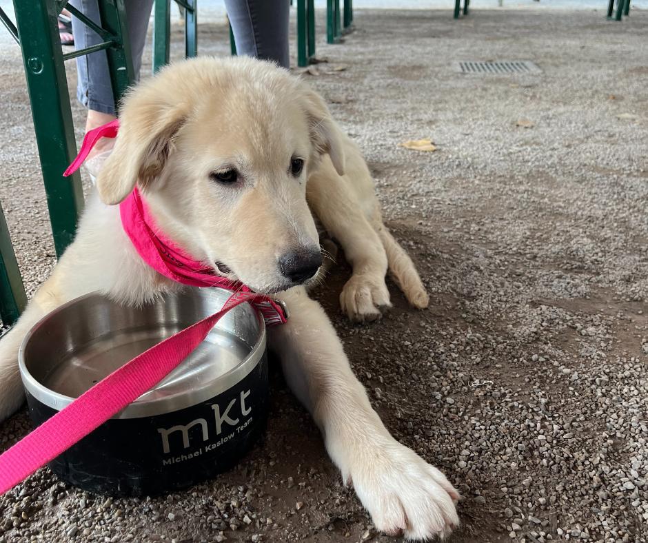 Paisley, a Adopted mixed breed in Minneapolis, MN image 4/6