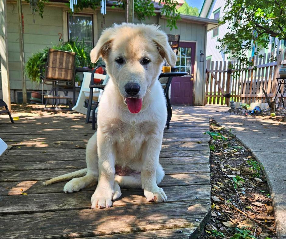 Paisley, a Adopted mixed breed in Minneapolis, MN image 2/6