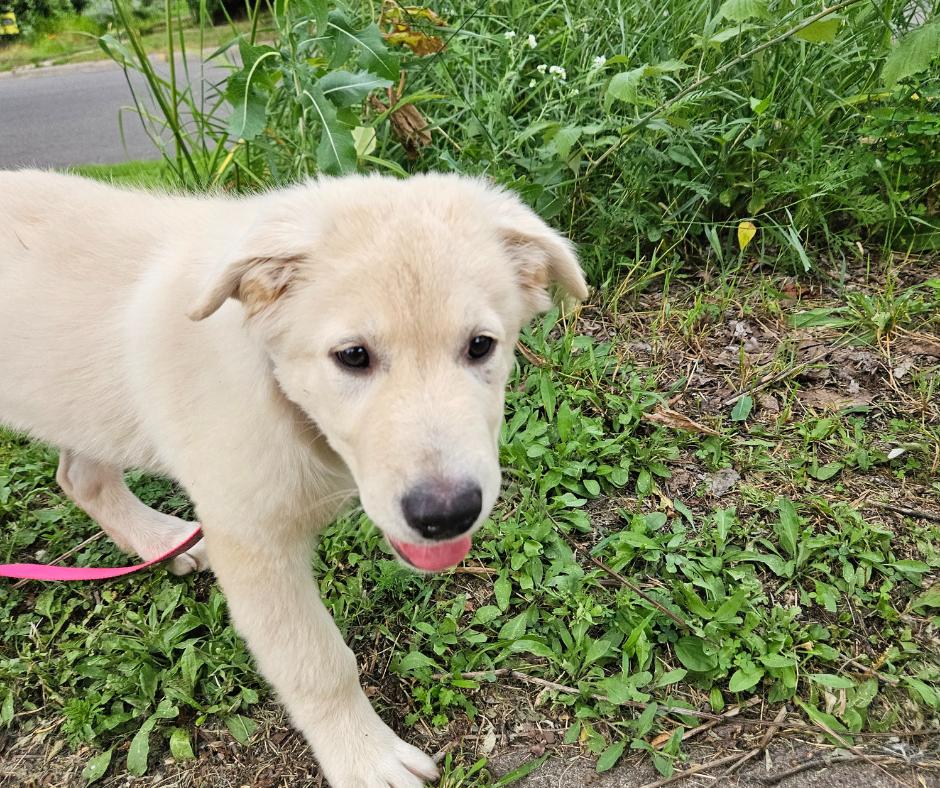 Paisley, Adopted, Young Female Labrador Retriever & Great Pyrenees.