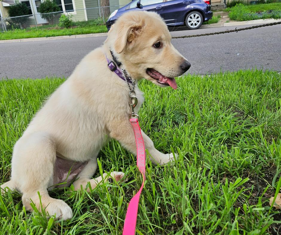 Paisley, a Adopted mixed breed in Minneapolis, MN image 5/6
